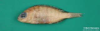 Placidochromis lukomae