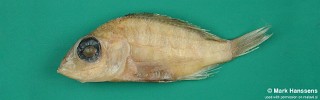 Placidochromis macroceps