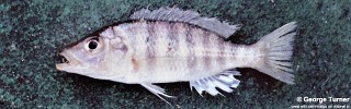 Placidochromis macrognathus