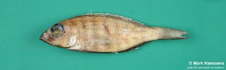 Placidochromis minor
