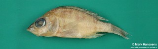 Placidochromis minutus