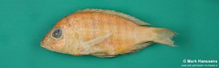Placidochromis nkhatae
