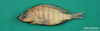 Placidochromis nkhotakotae