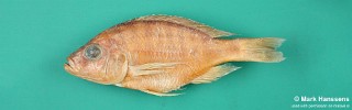 Placidochromis orthognathus