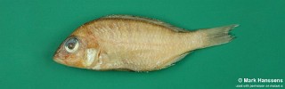 Placidochromis pallidus