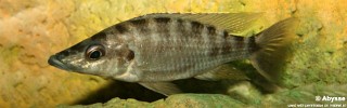 Placidochromis platyrhynchos