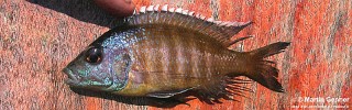 Placidochromis sp. 'blue-head piper'