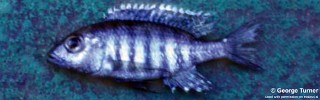 Placidochromis sp. 'carnivore'