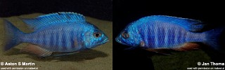 Placidochromis sp. 'electra blue'