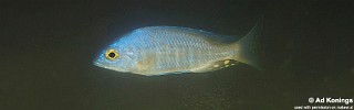 Placidochromis sp. 'electra type'