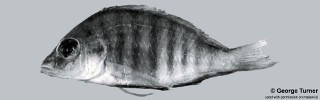 Placidochromis sp. 'hennydaviesae IV'