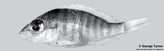 Placidochromis sp. 'hennydaviesae V'