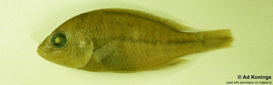 Protomelas macrodon (holotype)