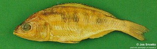 Sciaenochromis sp. 'spilostichus deep-water' Chiwanga.jpg