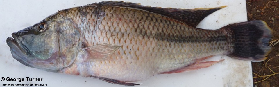 Serranochromis robustus 'Lake Kingiri'