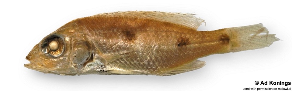 Stigmatochromis pleurospilus (holotype)