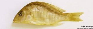 Taeniolethrinops cyrtonotus
