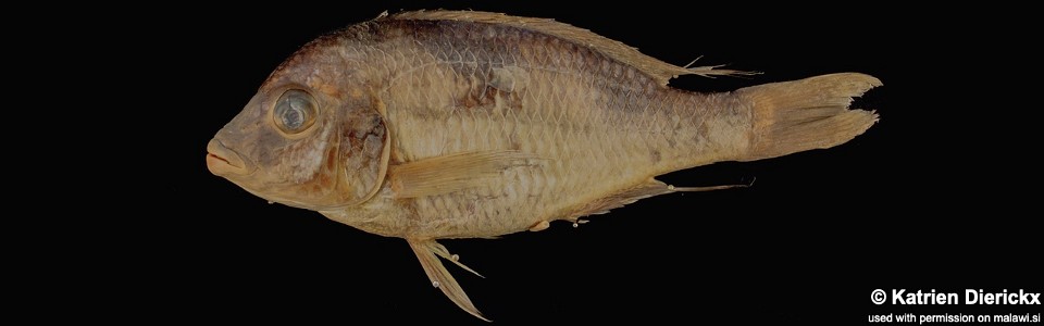 Trematocranus pachychilus (preserved specimens)