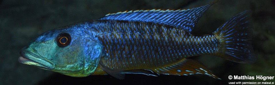 Tyrannochromis maculiceps (Tanzania)