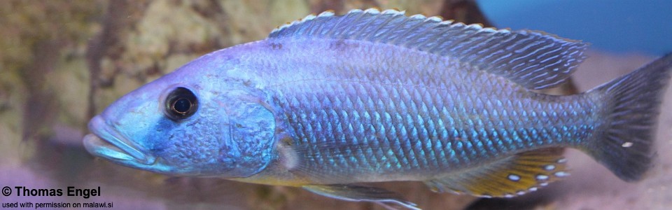 Tyrannochromis nigriventer (unknown locality)