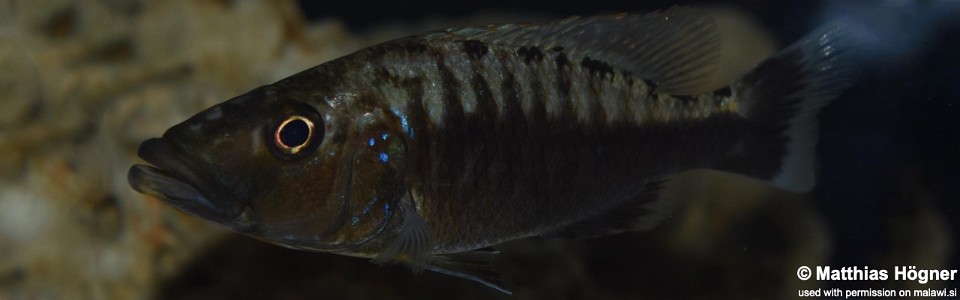 Tyrannochromis polyodon (Tanzania)