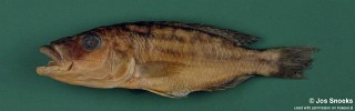 Tyrannochromis sp. 'macrostoma short pedicel'