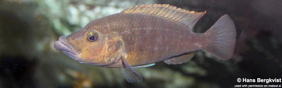 Abactochromis labrosus (unknown locality)