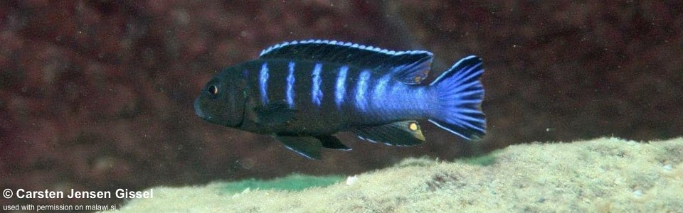 Chindongo bellicosus 'Mitande Reef'<br><font color=gray>Pseudotropheus sp. ‘elongatus slab’ Mitande Reef</font> 