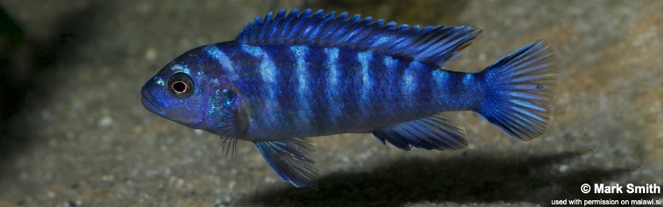 Chindongo sp. 'elongatus blue' (unknown locality)