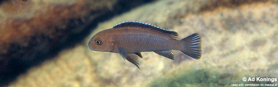 Chindongo sp. 'elongatus brown' Chimwalani Reef