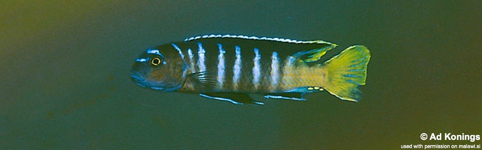 Cynotilapia sp. 'elongatus mbenji blue' Mbenji Island