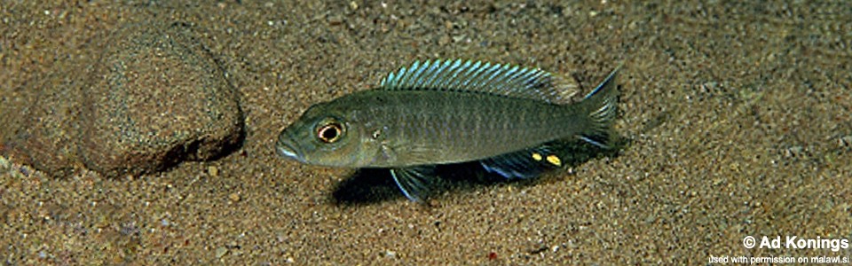 Genyochromis mento 'Chitimba'