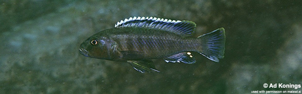Genyochromis mento 'Likoma Island'
