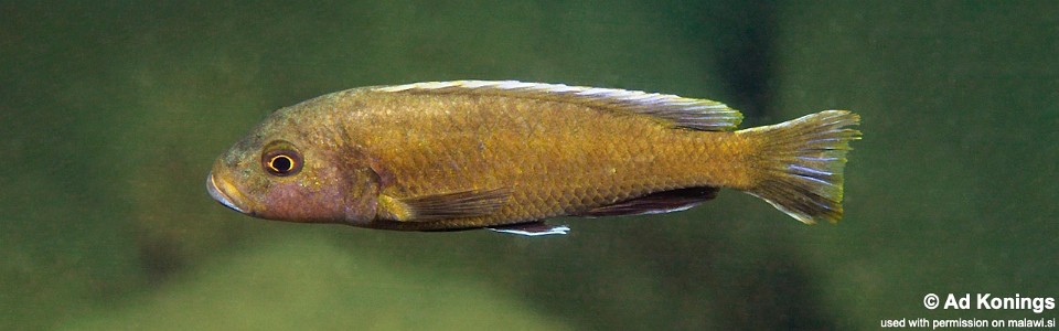 Genyochromis mento 'Nakantenga Island'