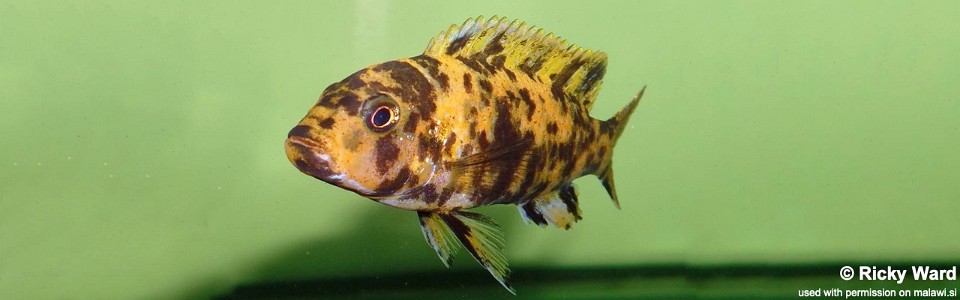 Genyochromis mento 'Ndumbi'