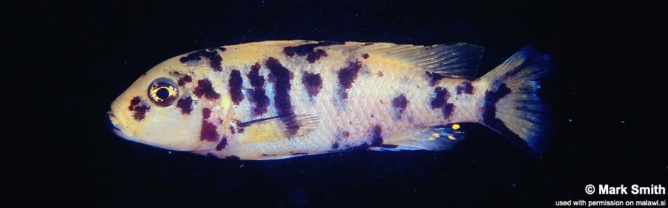 Genyochromis mento 'Thumbi West Island'