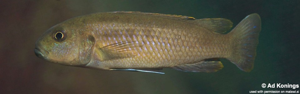 Genyochromis mento 'Zimbawe Rock'
