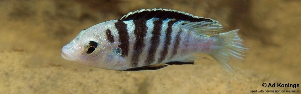 Labidochromis cf. caeruleus 'Lundo Island'<br><font color=gray>Labidochromis sp. 'nkhali'</font> 