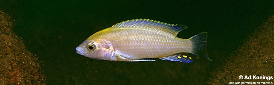 Labidochromis caeruleus 'Lundu'