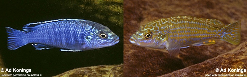 Labidochromis joanjohnsonae 'Likoma Island'
