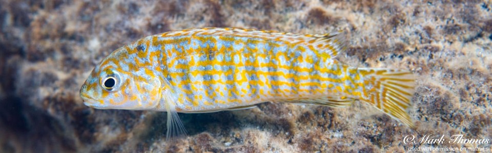 Labidochromis maculicauda 'Chirwa Island'