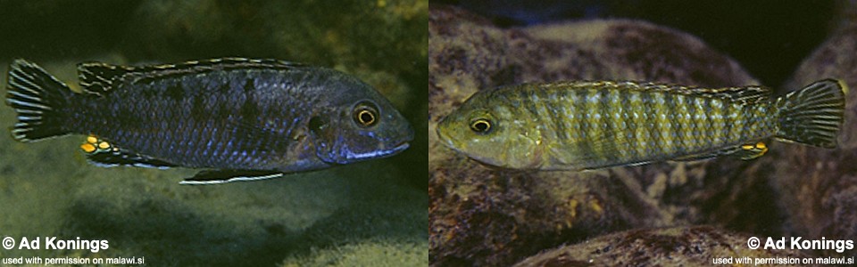 Labidochromis maculicauda 'Chitande'