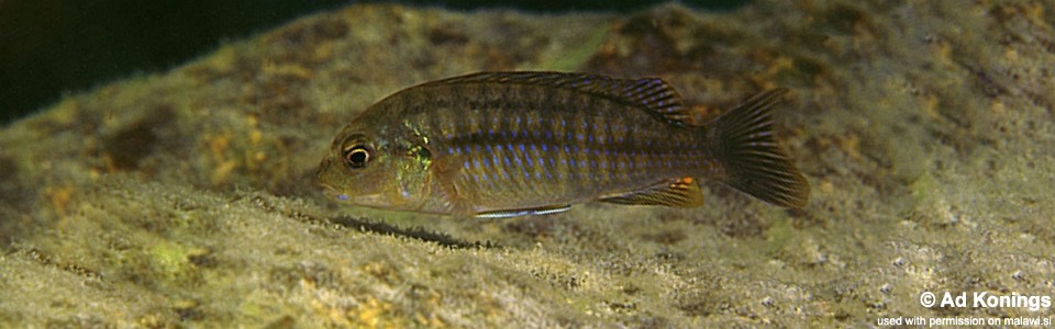 Labidochromis mbenjii 'Mbenji Island'