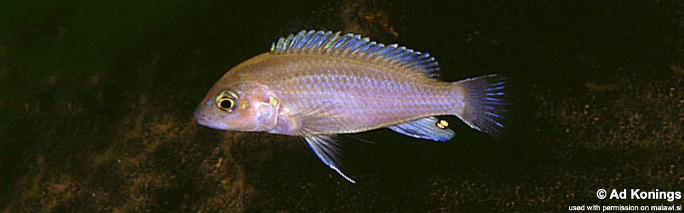Labidochromis pallidus 'Maleri Island'