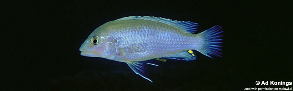 Labidochromis pallidus 'Nakantenga Island'
