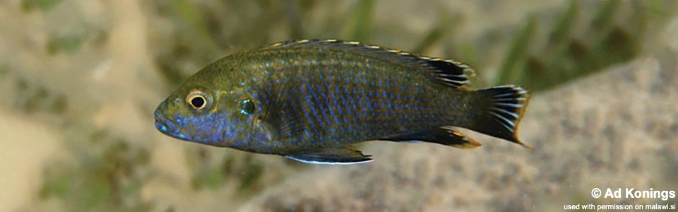 Labidochromis shiranus 'Kanchedza Island'