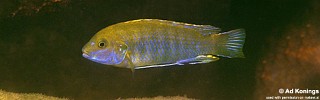 Labidochromis sp. 'blue bar'