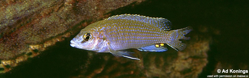 Labidochromis sp. 'caeruleus chilucha' Chilucha
