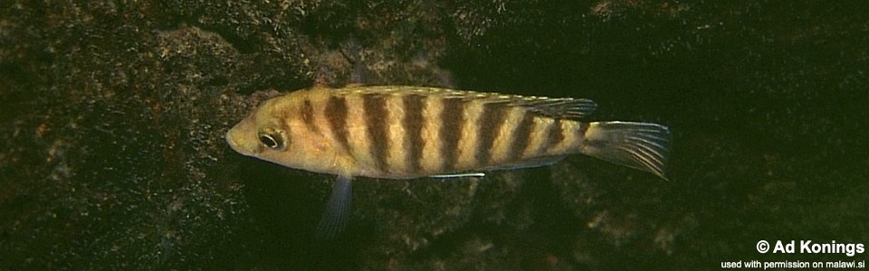Labidochromis sp. 'caeruleus jalo' Jalo Reef