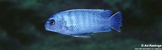 Labidochromis sp. 'gigas cobwe'